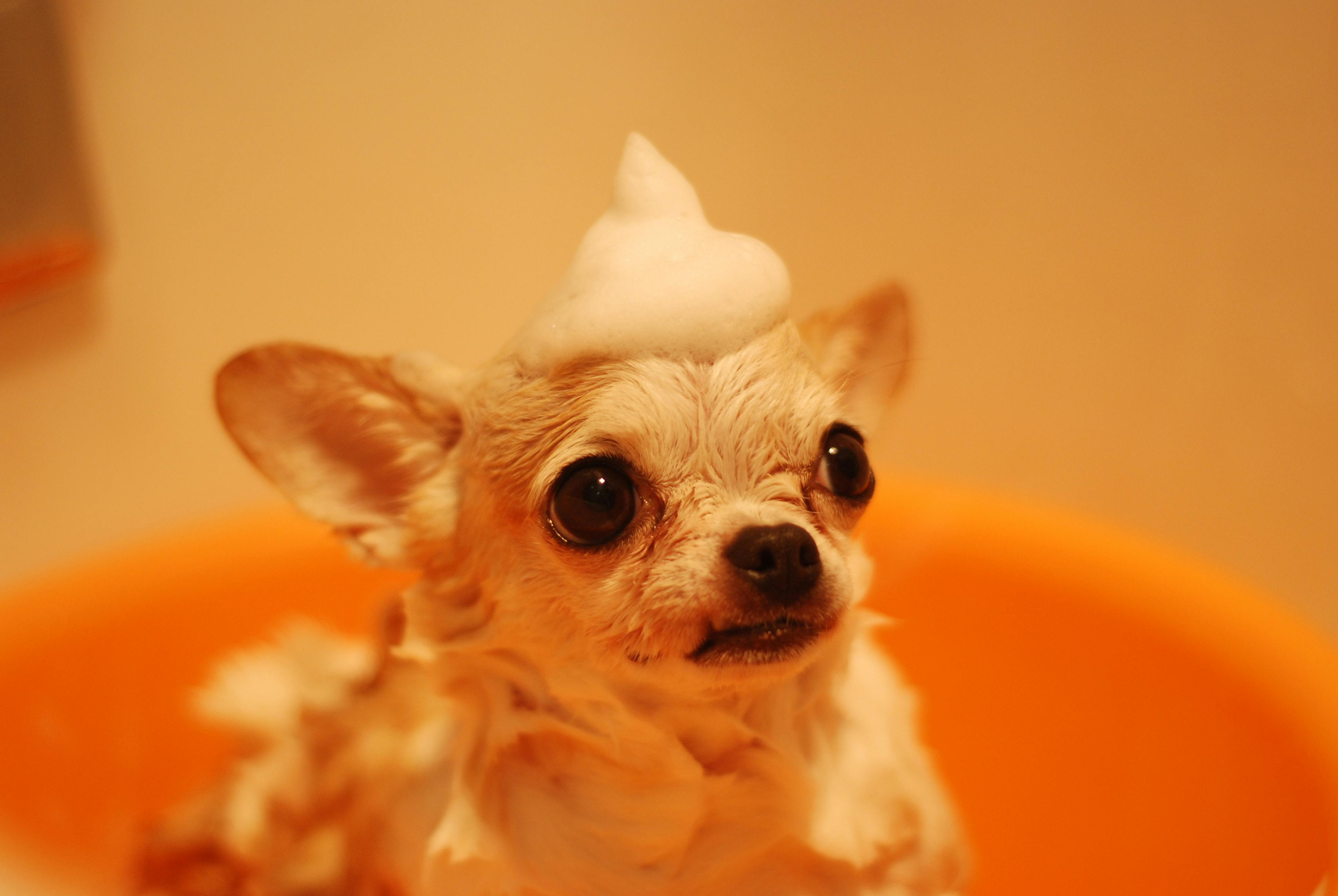 Tail-Wagging Essentials for Your Dog